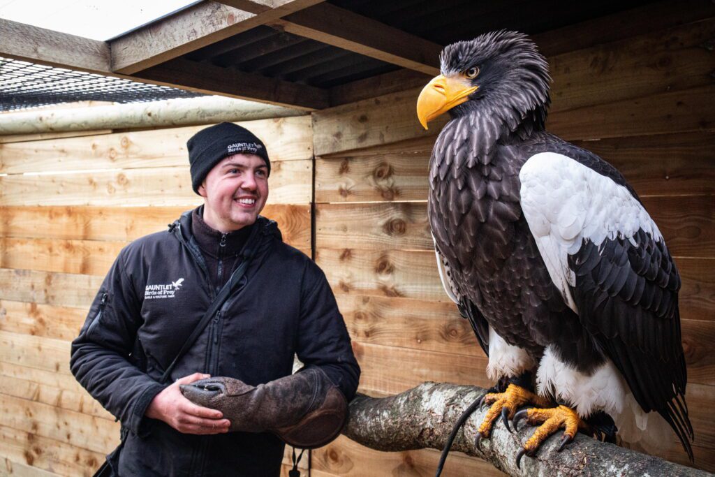 Giant eagle with 7ft wingspan so powerful she can wipe handlers