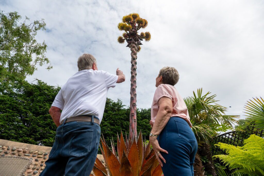 Couple reveal secret to growing rare 16ft plant in their UK garden - Discover SWNS
