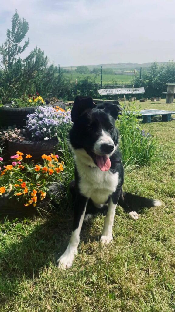 Failed sheepdog needs new home because he likes humans better than sheep - Discover SWNS