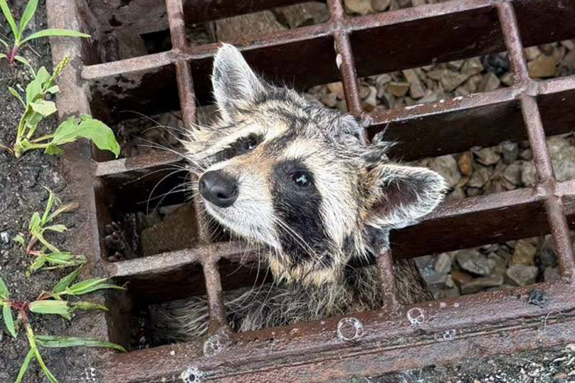 Firefighters use 'Jaws of Life' to rescue trapped raccoon - Discover SWNS