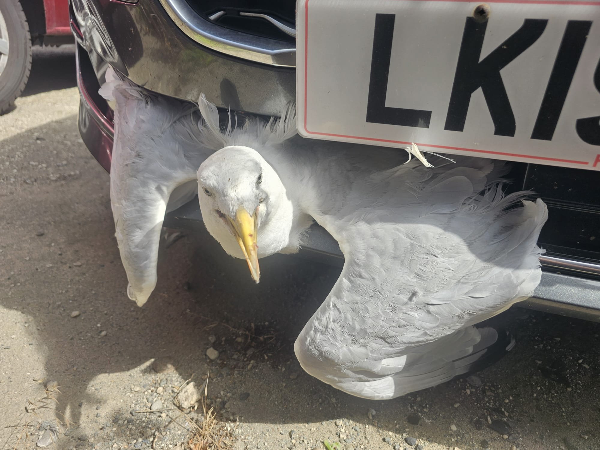Seagull survives eight-mile motorway journey wedged in car grille - Discover SWNS
