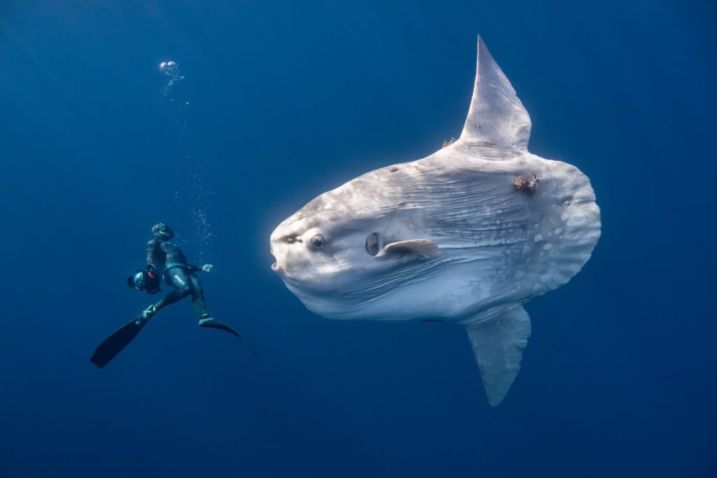 Under the sea! Stunning Ocean Photographer of the Year winners revealed - Discover SWNS