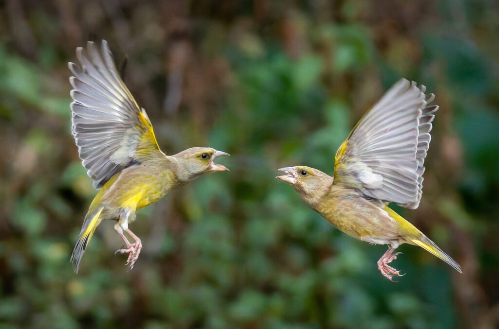 Wildlife fan captures 